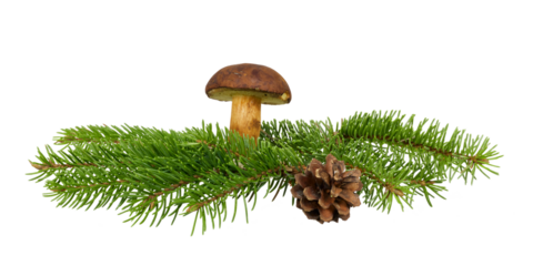 king bolete or Boletus edulis mushroom on fir tree branches isolated on white or transparent png