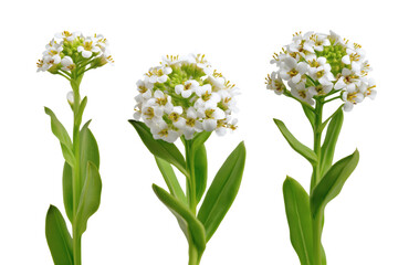 Fototapeta premium Elegant white flowers in full bloom. Isolated on transparent background, png
