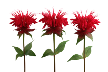 Vibrant red blossoms of three flowers. Isolated on transparent background, png