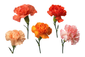 Obraz premium A collection of five colorful carnation flowers in full bloom. Isolated on transparent background, png