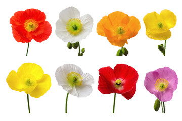 A vibrant collection of eight colorful poppy flowers in full bloom. Isolated on transparent background, png
