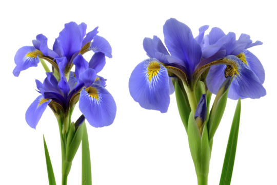 Two beautiful blue irises in full bloom. Isolated on transparent background, png