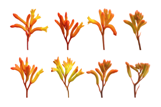A captivating display of kangaroo paw flowers, showcasing vibrant hues. Isolated on transparent background, png
