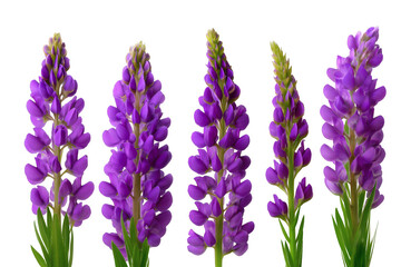 Fototapeta premium Lupine flowers in full bloom with delicate purple petals. Isolated on transparent background, png