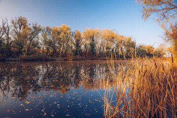 Raba river with the backwater in autumn, Gyirmot, Gyor, Hungary