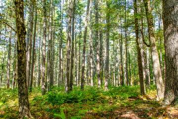 Fototapeta premium the woods of pearl hill state park