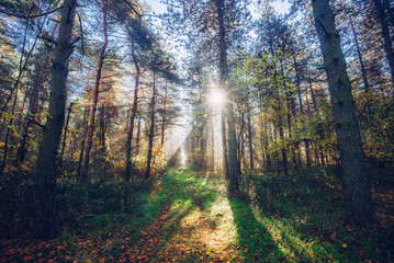 Foggy autumn landscape with path in the deep woodland. Illak forest, Pannonhalma in Hungary. Morning fog in the deep dark Hungarian Forest
