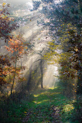 Foggy autumn landscape with path in the deep woodland. Illak forest, Pannonhalma in Hungary. Morning fog in the deep dark Hungarian Forest