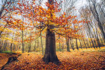 Red tree in autumn. Nature autumnal forest landscape. Beautiful colorful trees in woodland. Scenic wild nature in Hungary