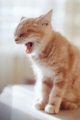 Cute yawning red kitten