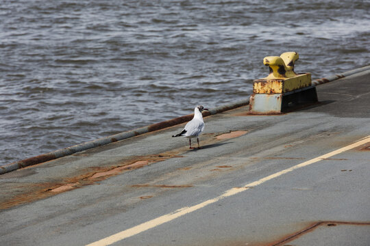 Seagull standing alone on rusty pier near yellow bollard with rippling water in background on cloudy day