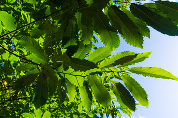 green leaves in the sun