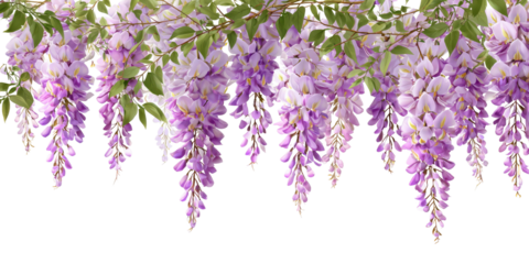 Delicate lavender flower clusters cascade downwards, supported by green leaves, all over a black background