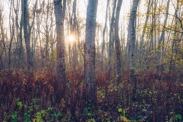 The sunlight throught the trees in the woods. Autumn sunshine in the forest, Hungary.