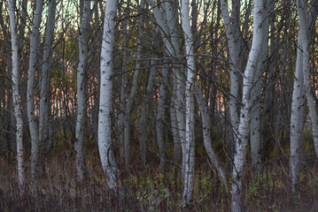 Colorful forest in autumn season, trees, branches, tree barcode in Hungary