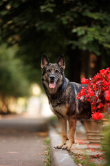 Portrait of a happy working gray german shepherd dog standing near the red flowers