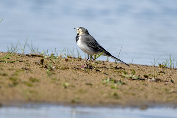 White Wagtail Sitting On Rocks