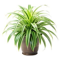 Spider plant, isolated  on white background ,PNG. AI GENERATED.