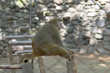 A monkey perches on a wooden structure in front of a stone wall constructed from large, rounded rocks. The setting appears to be an enclosure, with sunlight casting shadows on the ground. The stones a