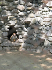 A monkey sits at the entrance of a stone enclosure constructed from large, rounded rocks, which create a natural-looking wall texture. The monkey appears to be an adult, with light brown fur.