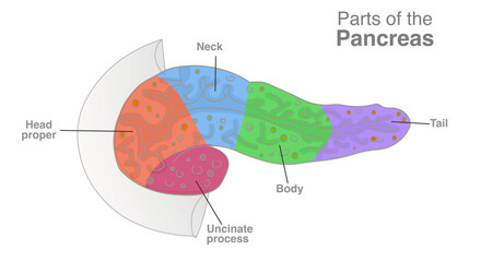 Pancreas parts, anatomy. Head proper, uncinate process, body, tail, neck. Pancreatic structure, colored. Hormones, enzymes, digestive endocrine system. Vector illustration