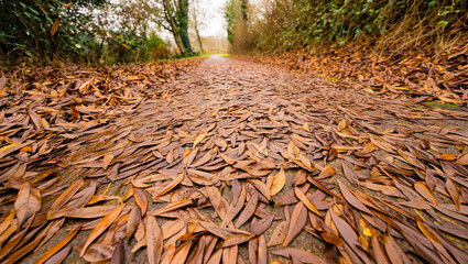 Serene autumn landscape showing a quiet forest road blanketed with dry fallen leaves