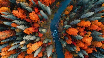 Aerial Autumn Forest with Winding River