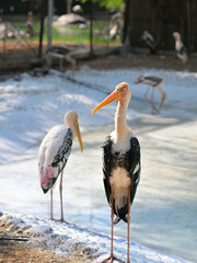 A group of painted storks (Mycteria leucocephala) stands on a white, concrete-like surface, with water in the background. The storks feature long, orange beaks, and their plumage has a mix of white.