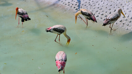 Five painted storks (Mycteria leucocephala) are standing in shallow, greenish water. Their notable features include long legs, orange bills, and distinct pink and black plumage.