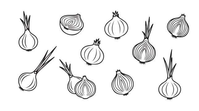 Hand drawn sketch of various fresh onions and shallots scattered on a white surface vector