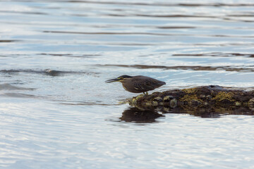 Striated Heron Perched on Rock by Calm Water in Wetland Environment