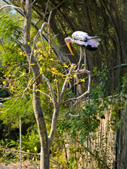 A painted stork (Mycteria leucocephala) is perched atop a slender tree. The bird's distinctive features include vibrant pink and black plumage with a long, yellow bill. Surrounding vegetation is lush.