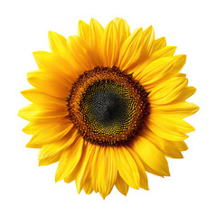 Bright Sunflower Bloom with Vivid Yellow Petals and Detailed Center on Transparent Background
