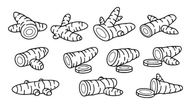 Collection of hand-drawn ginger root elements culinary spice organic root vegetable ingredient isolated line art vector