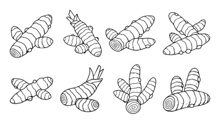 Collection of turmeric root hand-drawn sketches healthy spice root ingredient food preparation natural ingredient vector