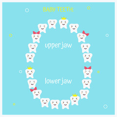 Baby teeth, upper jaw, lower jaw, baby, pediatric dentistry, dental care