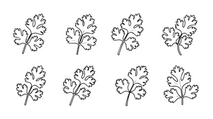 Hand drawn botanical elements featuring parsley leaves detailed sketch for culinary and decorative designs vector © Pias