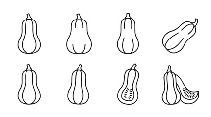 Hand drawn butternut squash variety sketches organic autumn harvest seasonal produce collection vector