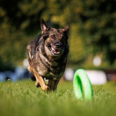 Working gray german shepherd dog running and catching a green ring