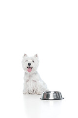 Fototapeta premium White dog sitting beside metal bowl waiting patiently. Concept of care, discipline, and routine for pet food, veterinary, and lifestyle advertising.
