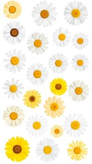 Vertical arrangement of various daisies.  Different shades of white, cream, and yellow.  Detailed flower illustrations on a white background