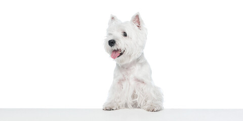 Cheerful white dog looking sideways above clean white surface. Concept of joy, communication, and...