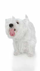 White dog sticking tongue out playfully on bright studio background. Concept of humor, joy, and expression for pet advertising, lifestyle, and emotional communication.