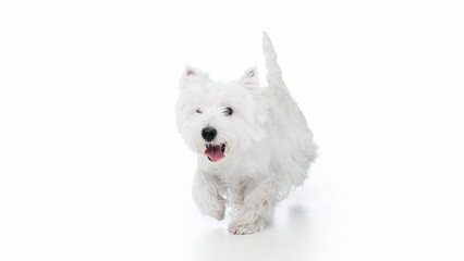 Happy white dog walking forward on clean white background. Concept of movement, positivity, and pet lifestyle for advertising, veterinary, and social media visuals