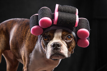 Boston Terrier with curlers