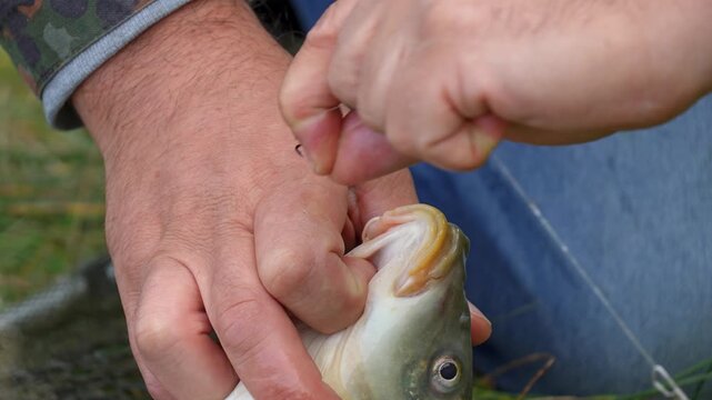 Fisherman's hands unhooking a freshly caught carp while practicing catch and release fishing