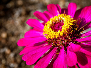 Obraz premium Macro of purple blooming zinnia flower and yellow pollen, Close-up of Heliantheae flower, Zinnia violacea Cav flower