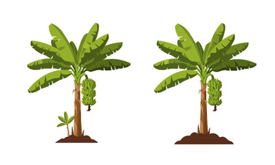 Two Banana Trees with Hanging Ripe Bananas: A Tropical Agriculture Vector Illustration Showing a Mature Plant and a Mature Plant with a Small Sprout on Soil