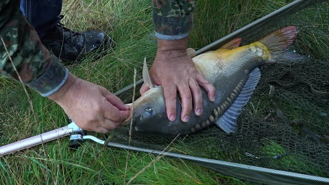 Fisherman's hands unhooking a freshly caught carp while practicing catch and release fishing