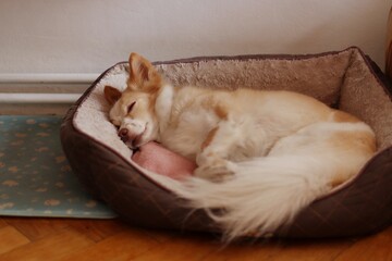 A cute crossbreed dog is sleeping in his bed at home.